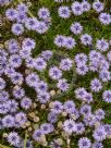 Globularia cordifolia