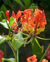 Gloriosa superba