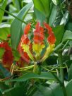 Gloriosa superba