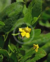 Goodenia ovata