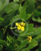 Goodenia ovata