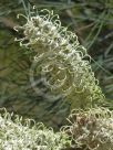 Grevillea albiflora