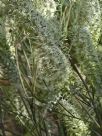 Grevillea albiflora