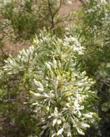 Grevillea anethifolia