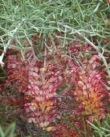 Grevillea asparagoides