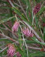 Grevillea asplenifolia