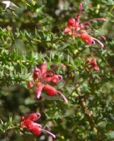 Grevillea asteriscosa