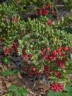 Grevillea baueri baueri