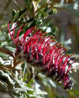 Grevillea beadleana