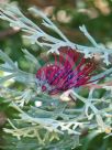 Grevillea beadleana