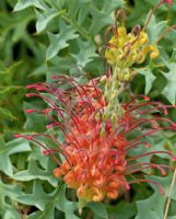 Grevillea bipinnatifida