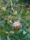 Grevillea bracteosa