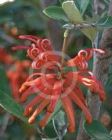 Grevillea brevifolia