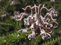 Grevillea buxifolia