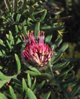 Grevillea caleyi