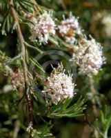 Grevillea crithmifolia