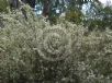 Grevillea curviloba incurva