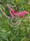 Grevillea dryandri