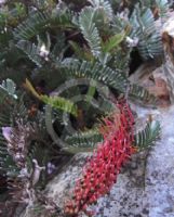 Grevillea dryandroides