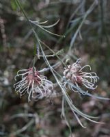 Grevillea endlicheriana