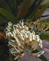 Grevillea exul exul