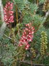 Grevillea georgeana