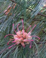 Grevillea johnsonii