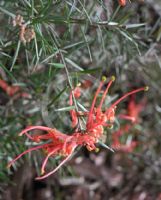 Grevillea juniperina