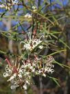 Grevillea linearifolia