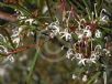 Grevillea linearifolia