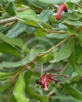 Grevillea mollis