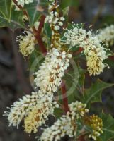 Grevillea monticola