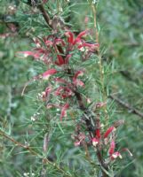 Grevillea newbeyi