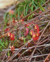 Grevillea nudiflora