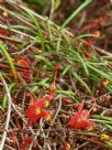 Grevillea nudiflora