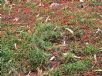 Grevillea nudiflora