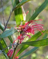 Grevillea oleoides