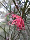 Grevillea oleoides