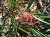 Grevillea oleoides