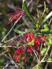 Grevillea oleoides