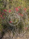 Grevillea oleoides