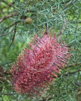 Grevillea paradoxa