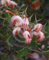 Grevillea pilosa