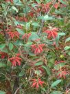 Grevillea rhyolitica rhyolitica