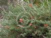 Grevillea rigida rigida