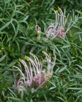 Grevillea rivularis