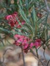 Grevillea rosmarinifolia