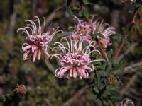 Grevillea sericea sericea