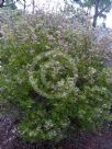 Grevillea sericea sericea