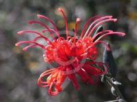 Grevillea speciosa